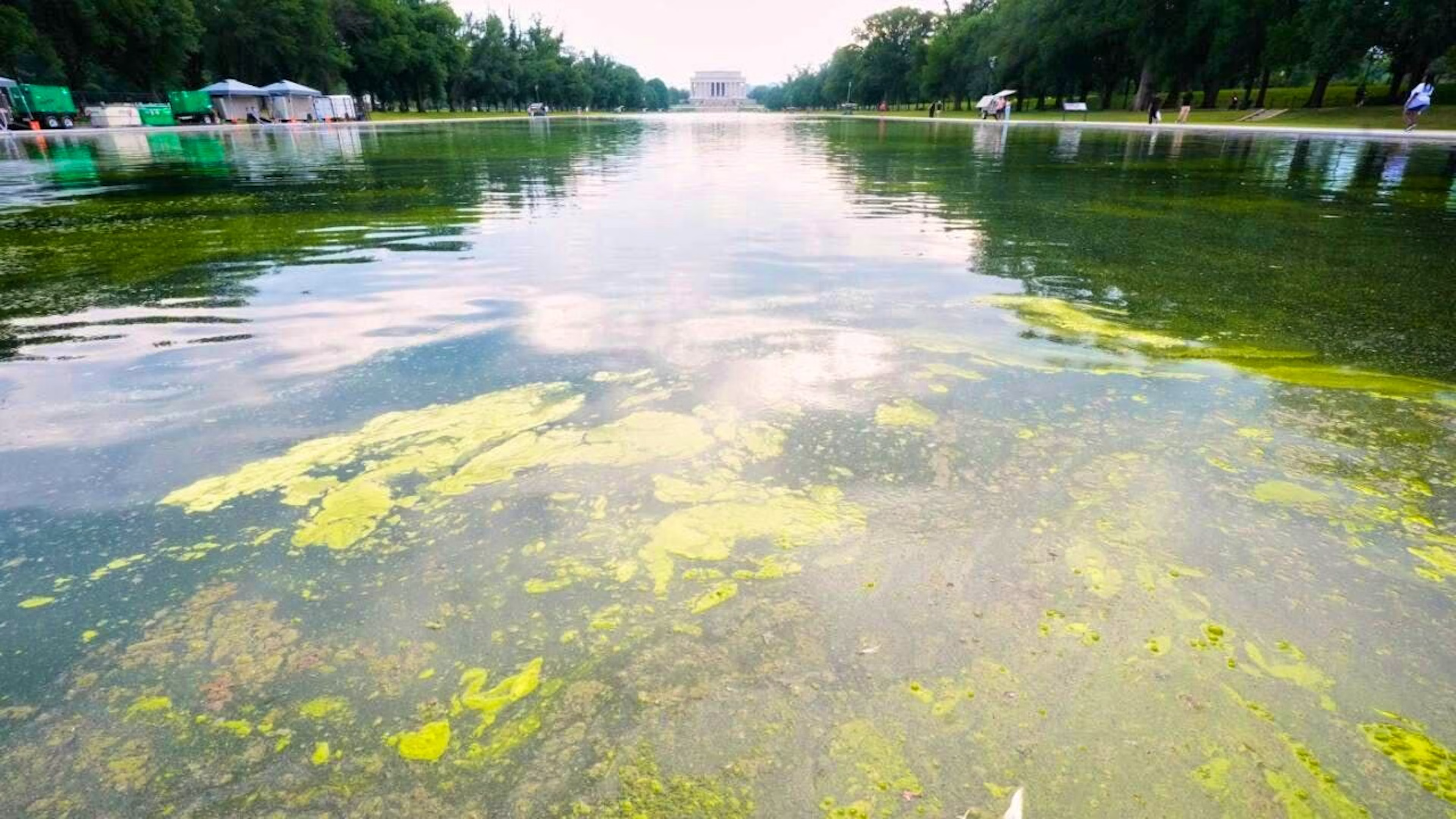 Washington's reflective pool full of algae following Trump's botched repair job.